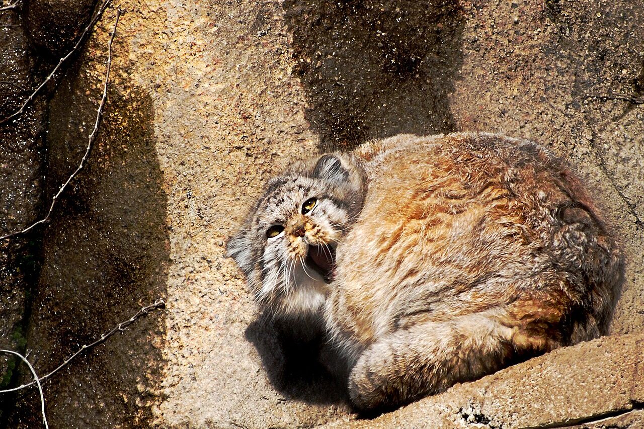 O país é considerado o limite ocidental da distribuição mundial da espécie, que ocupa diferentes áreas da Ásia. A dieta do animal é composta principalmente por pequenos mamíferos, com destaque para as pikas, mas também inclui aves, ouriços, lagartos e insetos.