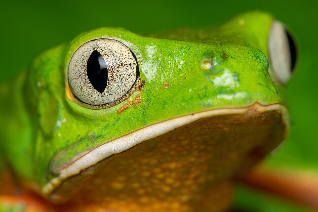 O resultado preocupa os pesquisadores por revelar uma ameaça pouco visível às espécies nativas sul-americanas. A Reserva Particular do Patrimônio Natural Santuário Rã-Bugio continuará sob acompanhamento para identificar a circulação do ranavírus e verificar se o problema alcançou outras áreas ao redor.