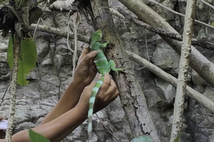 Phoenix Species Project, projeto criado por Leonardo DiCaprio e Jeff Bezos para salvar espécies em extinção – Reprodução/Phoenix Species Project