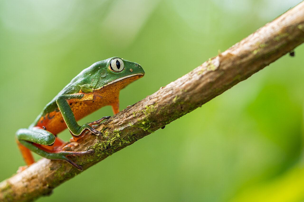 A perereca-macaco (Phyllomedusa distincta) é uma espécie de anfíbio da família Phyllomedusidae, nativa da Mata Atlântica brasileira. De hábitos principalmente arborícolas, passa boa parte da vida sobre árvores, arbustos e outras plantas próximas a ambientes úmidos. Sua coloração verde contribui para a camuflagem entre folhas e galhos, ajudando a evitar predadores.