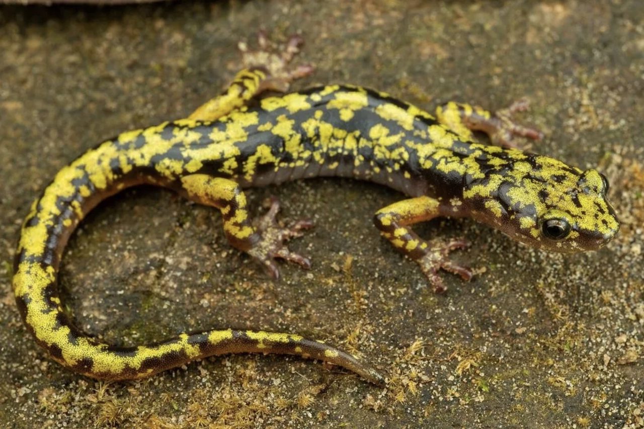 As ações alcançarão 30 países e contemplarão diferentes grupos, como mamíferos, aves, répteis, anfíbios, peixes, tubarões, raias, invertebrados e plantas. Em vez de concentrar o dinheiro em pequenas contribuições, o projeto pretende sustentar programas de conservação por períodos mais longos.