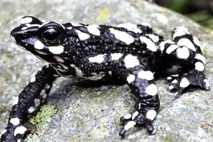 Sapo arlequim noite estrelada, das montanhas da Colômbia – Beto Rueda/Wikimedia Commons