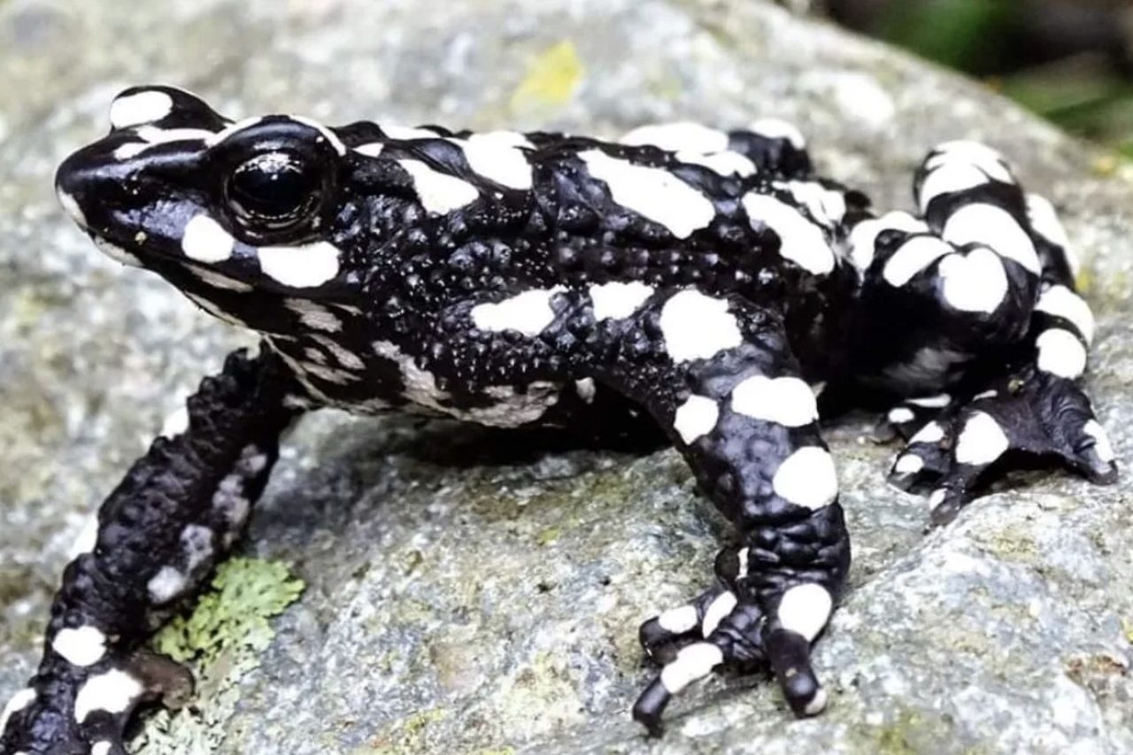 A escolha busca priorizar populações nas quais ainda existe possibilidade concreta de recuperação. Essa estratégia procura evitar que a conservação comece apenas depois da extinção na natureza, quando as alternativas se tornam mais difíceis e caras. 