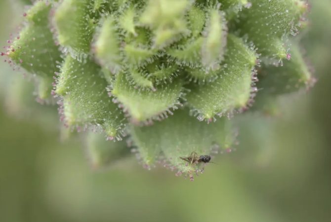 Estudo confirma teoria de Darwin feita há mais de um século e identifica nova planta carnívora