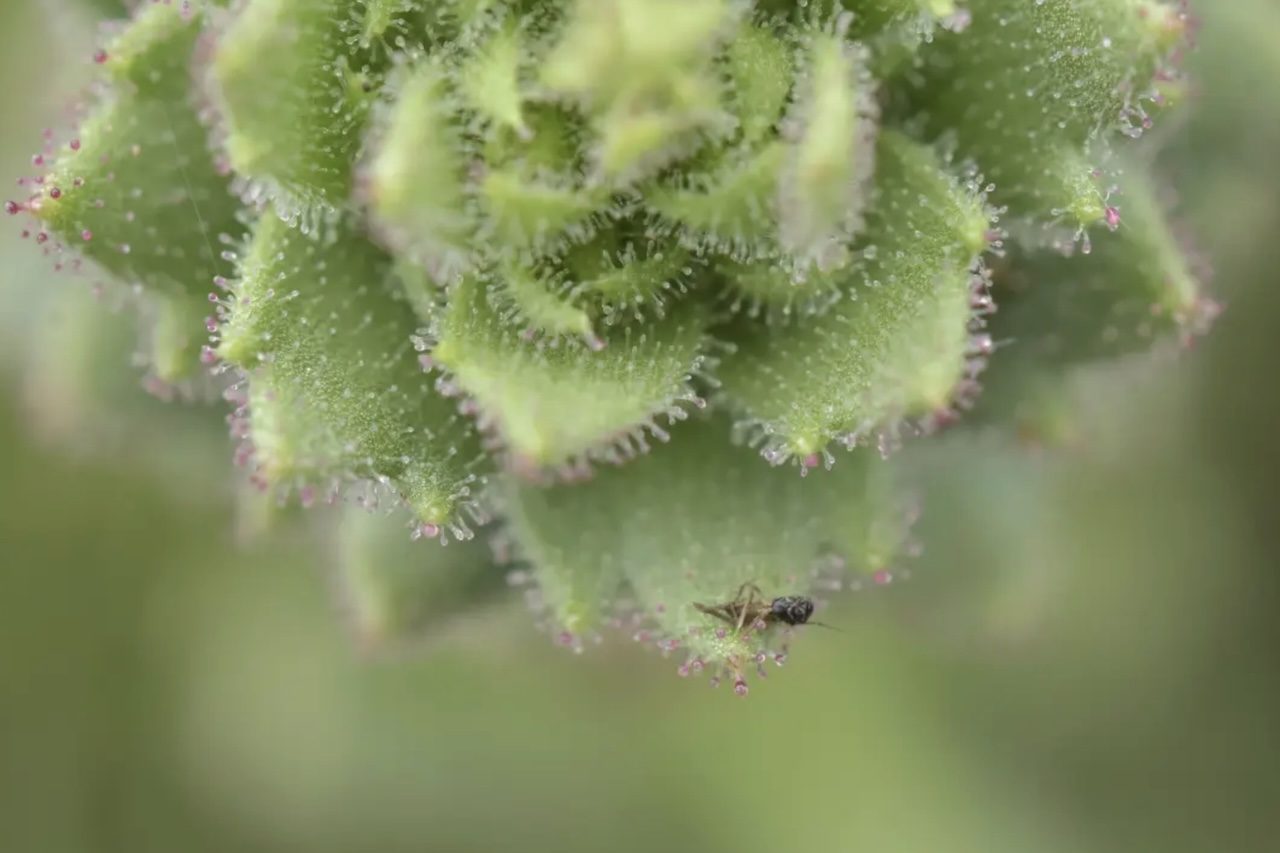 Estudo confirma teoria de Darwin feita há mais de um século e identifica nova planta carnívora Saxifraga candelabrum – Divulgação/Saxifraga candelabrum