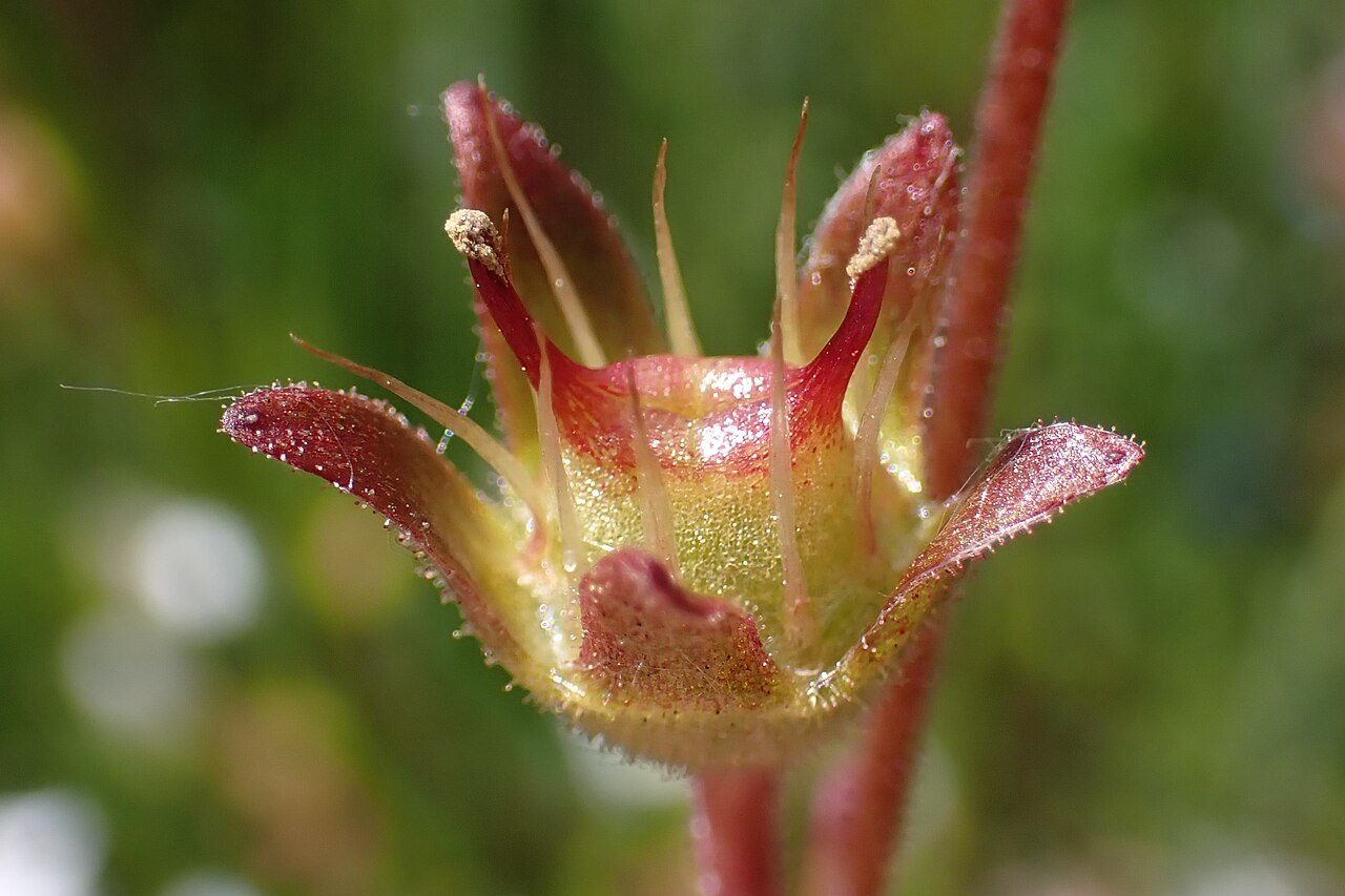 A análise de dezenas de amostras coletadas ao longo de mais de um século revelou que quase todas continham insetos presos às folhas, com média superior a 70 indivíduos por planta adulta. Os experimentos também mostraram que a espécie não captura seus polinizadores com frequência, concentrando-se principalmente em pequenas moscas que pouco contribuem para sua reprodução.