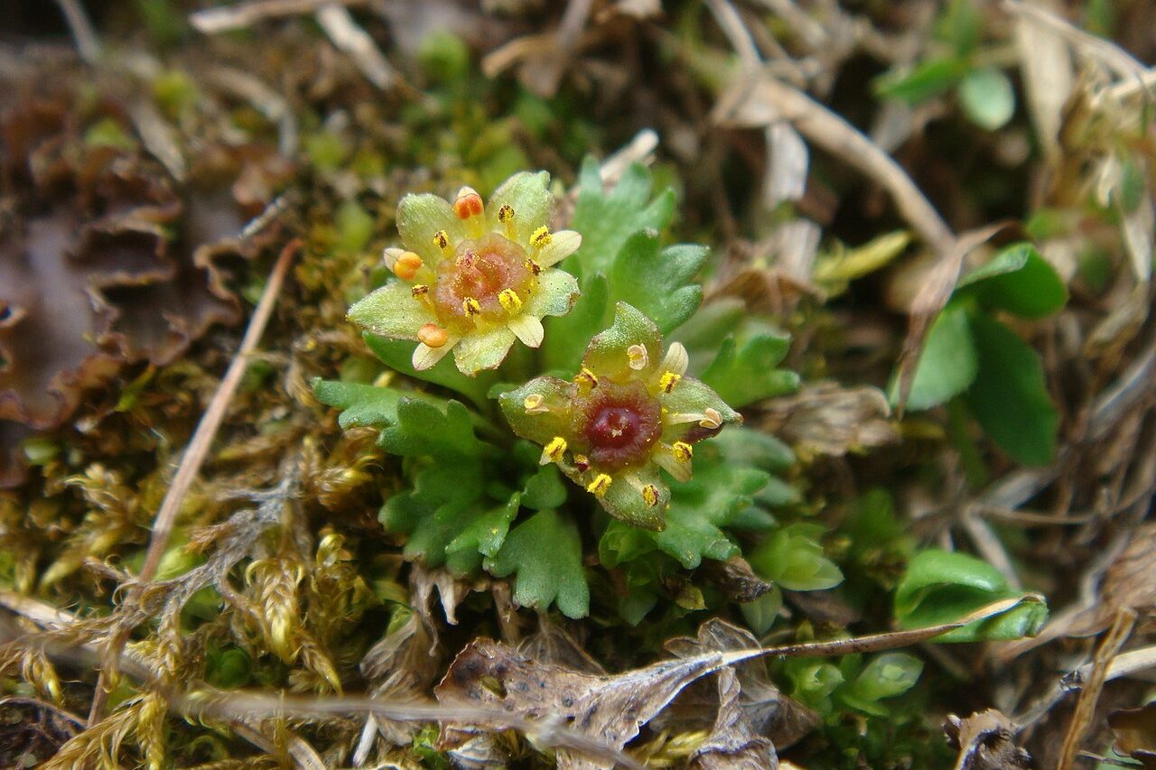 No caso da Saxifraga, a adaptação permitiu sobreviver em ambientes rochosos e pobres em nutrientes, onde obter alimento diretamente dos insetos representa uma vantagem importante. A descoberta também reforça a importância das observações feitas por Darwin, que, mesmo sem a tecnologia disponível atualmente, conseguiu identificar indícios de um comportamento confirmado apenas mais de um século depois.