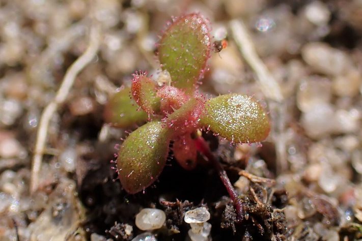Planta do gênero Saxifraga – Wikimedia Commons/Krzysztof Ziarnek, Kenraiz