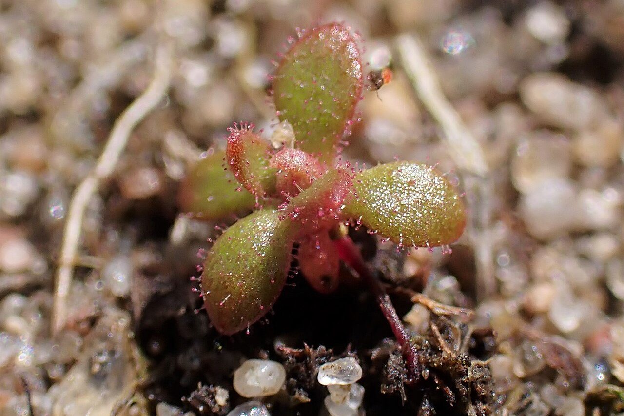 Para comprovar a absorção de nutrientes, os cientistas utilizaram insetos alimentados com nitrogênio marcado. Posteriormente, o elemento foi identificado nos tecidos da planta, sobretudo nas flores, demonstrando que os nutrientes das presas realmente passam a integrar seu organismo.