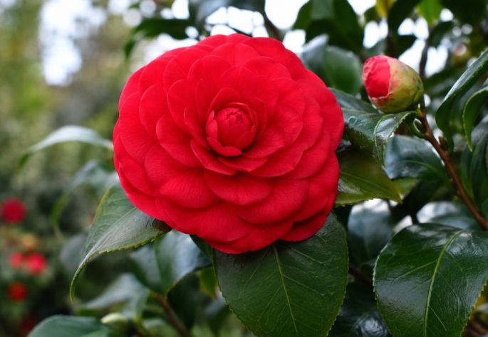 As flores mais raras e exóticas do mundo