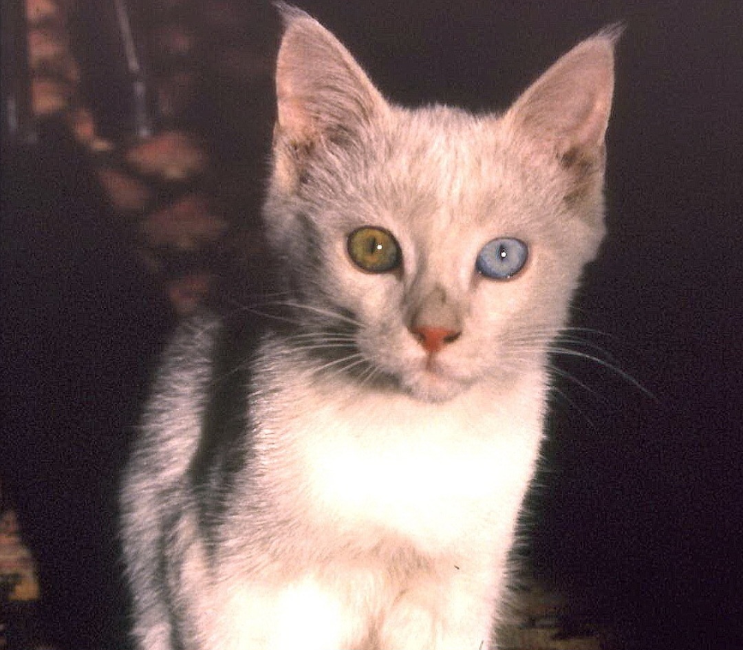 A cidade de Van, na Turquia, tornou-se conhecida por seus gatos de pelagem predominantemente branca e olhos expressivos. Muitos apresentam um olho azul e outro âmbar, característica que ajudou a transformá-los em símbolos locais. -  (crédito: Attaleiv • wikimedia commons )