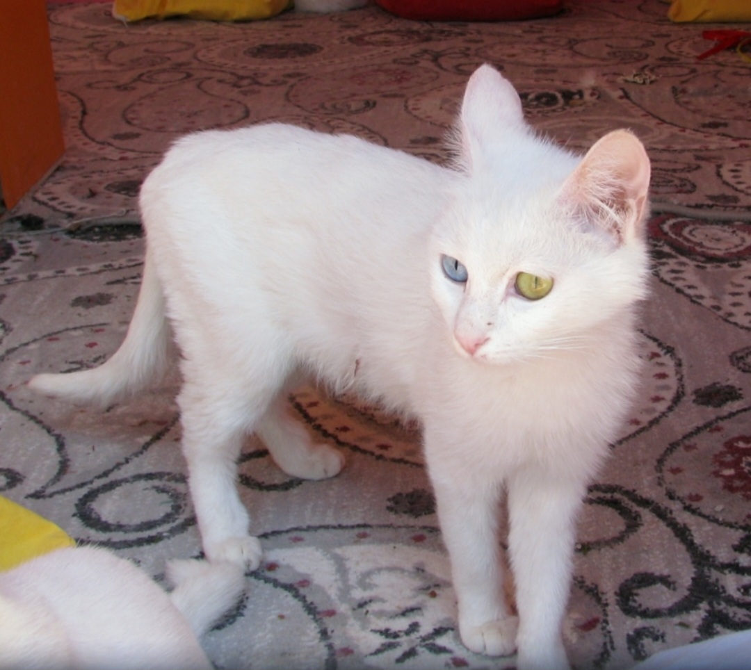 Apesar da fama, a heterocromia não aparece em todos os gatos de Van. Alguns possuem os dois olhos azuis, outros apresentam ambos em tons de âmbar, além daqueles que exibem uma cor em cada olho.