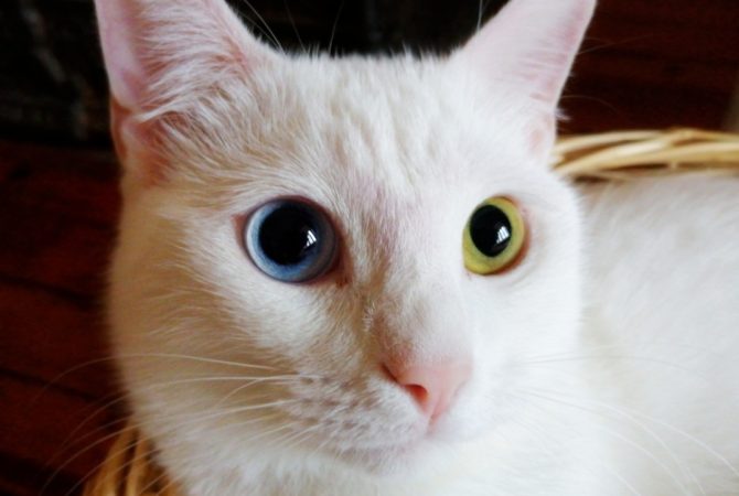 Cópia de Por que os gatos de Van, na Turquia, têm um olho de cada cor