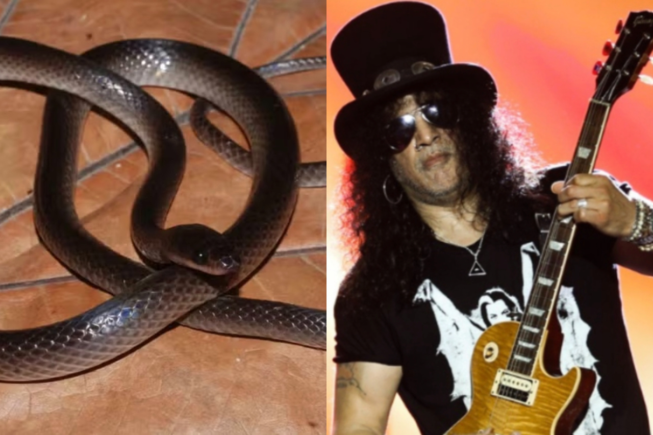 Pesquisadores liderados pela herpetóloga — que estuda répteis e anfíbios — Sara Ruane, do Field Museum de Chicago, identificaram uma nova espécie de serpente nas florestas da Nova Guiné. Batizado de Lielaphis slashi, o exemplar recebeu o nome em homenagem a Slash, guitarrista do Guns N’ Roses e conhecido admirador de serpentes. -  (crédito: Divulgação/Chris Austin/Zootaxa/Reproduc?a?o/Facebook)