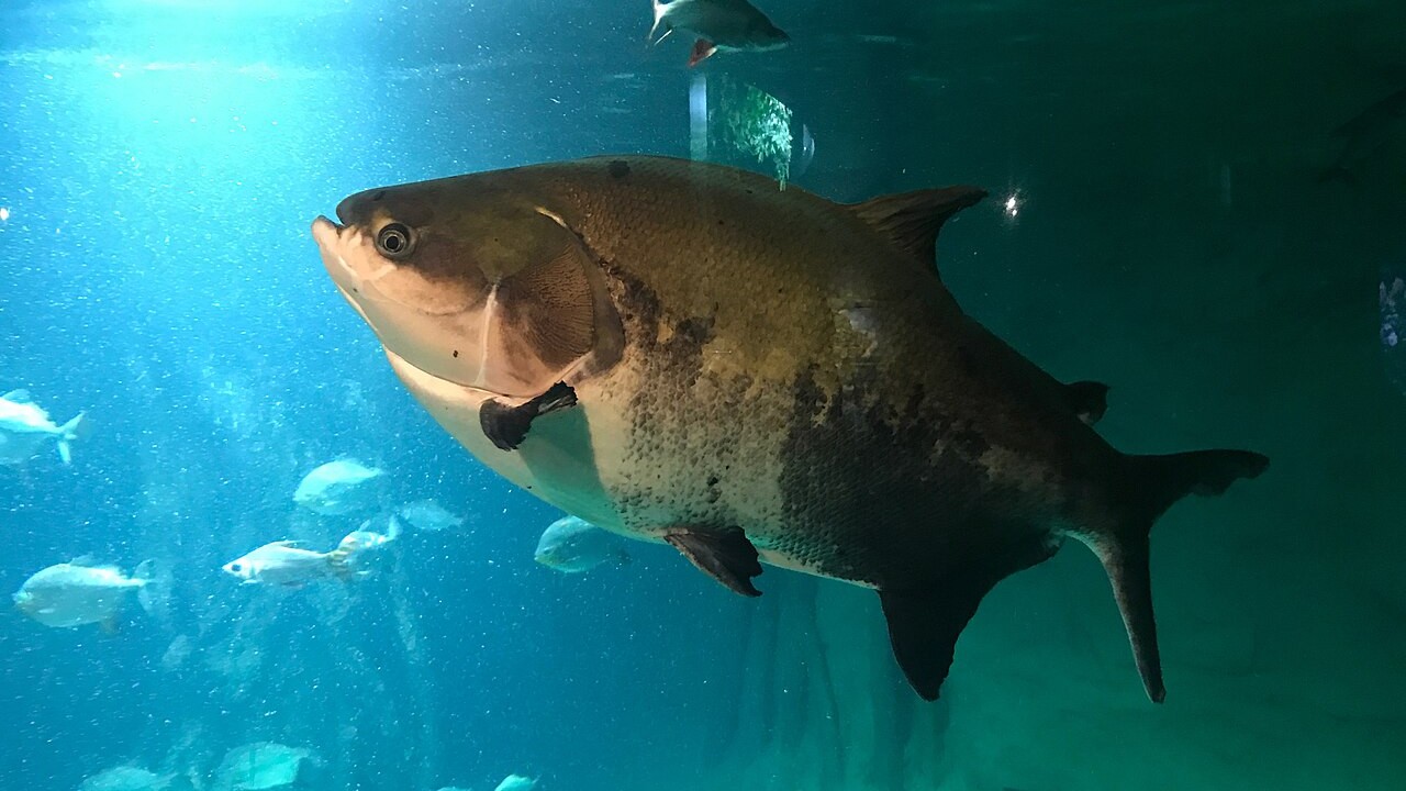 O tambaqui criado em cativeiro não será afetado pelas novas regras. Peixes produzidos em viveiros e tanques continuam com a venda autorizada, desde que o produtor tenha licença ambiental e nota fiscal que comprove a origem do pescado. A medida busca proteger apenas as populações que vivem na natureza.
