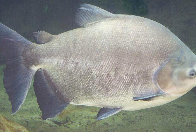 Tambaqui é incluído na lista de espécies ameaçadas de extinção