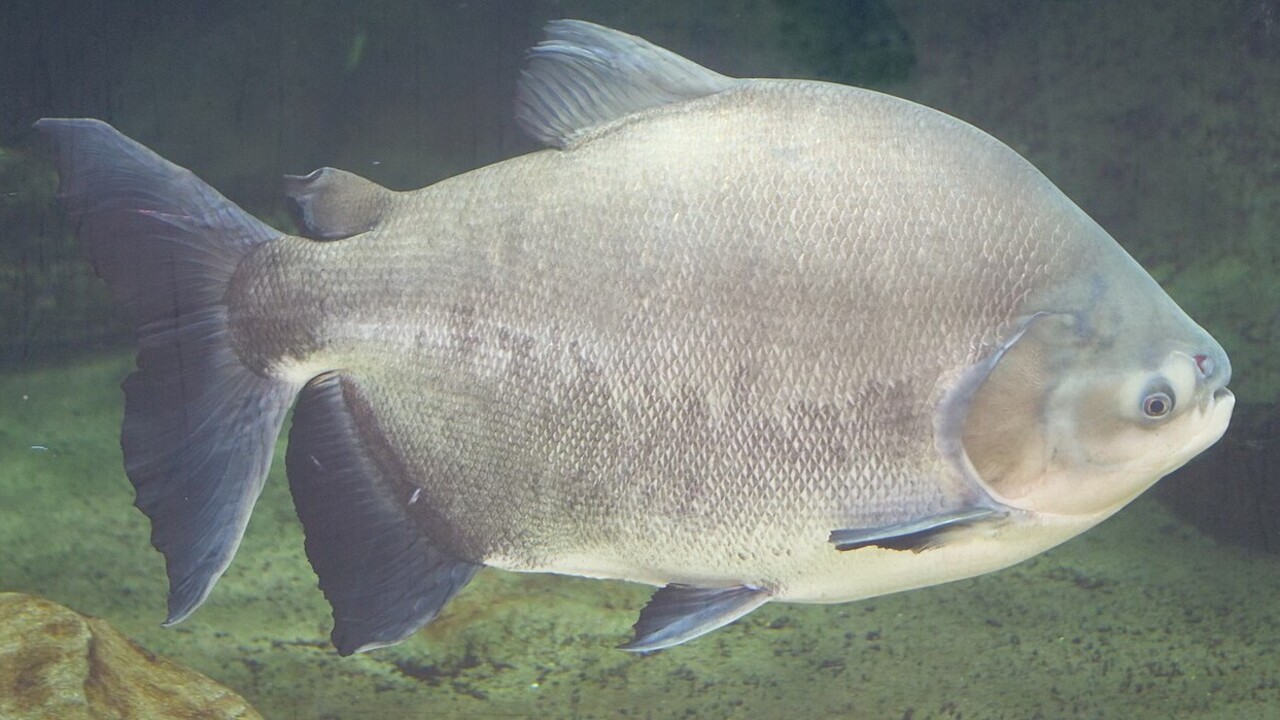 O tambaqui está entre os maiores peixes de escamas da América do Sul e pode ultrapassar 30 quilos na natureza. Há séculos, povos indígenas da Amazônia já consumiam o peixe assado, cozido e em ensopados. Com o tempo, ele se tornou um dos principais símbolos da cultura e da culinária da região Norte.
