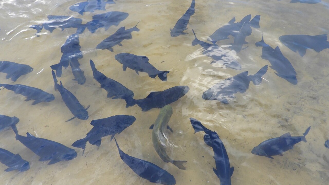 A nova classificação não proíbe imediatamente a pesca ou a comercialização do tambaqui, mas determina a elaboração de um plano de recuperação da espécie. A Portaria nº 1.666 estabeleceu um prazo de 180 dias para a apresentação desse plano, com data limite em 25 de outubro. Caso o projeto não seja apresentado e aprovado dentro desse prazo, a pesca do peixe poderá ser proibida a partir do fim de outubro.
