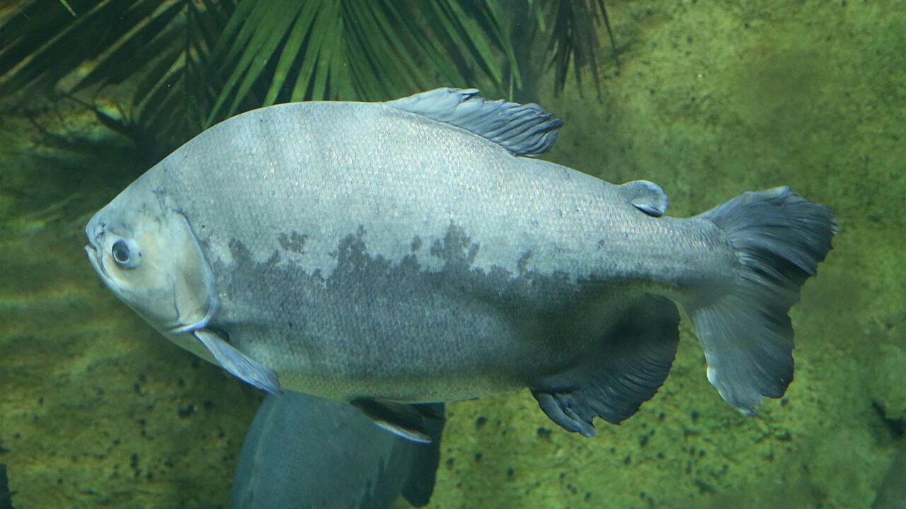 Apesar da decisão, produtores e pescadores contestam os critérios usados para incluir o tambaqui nessa lista. Segundo eles, os estudos consideraram apenas dados de áreas não protegidas, que representam cerca de 61% da distribuição do peixe. Na avaliação do setor, faltaram levantamentos em unidades de conservação e em terras indígenas, onde a espécie também está presente.
