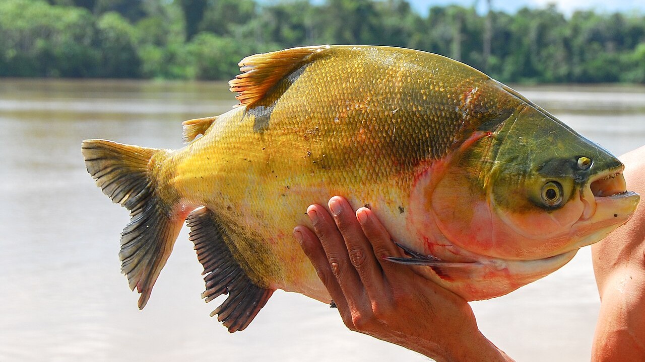 Além disso, a Associação Amazonense de Municípios informou que regras mais rígidas para a captura, o transporte e a comercialização do tambaqui pescado em rios entram em vigor no fim de outubro de 2026. Até lá, as prefeituras devem orientar pescadores, comerciantes e feirantes sobre as novas exigências para evitar desinformação entre os profissionais da cadeia produtiva.
