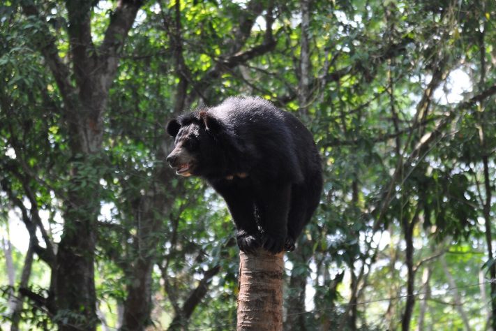 Tat Kuang Si Bear Rescue Centre, Cachoeiras de Kuang Si, Laos | Flickr - shankar s.