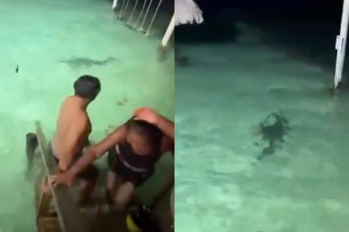 Turistas escapam por um triz de crocodilo em resort de Belize, na América Central – Reprodução/X