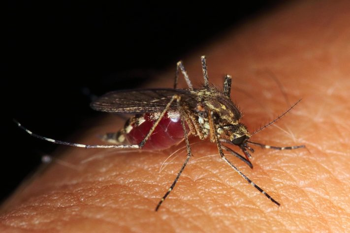 Mosquito, foto neutra – Pete/Pixabay