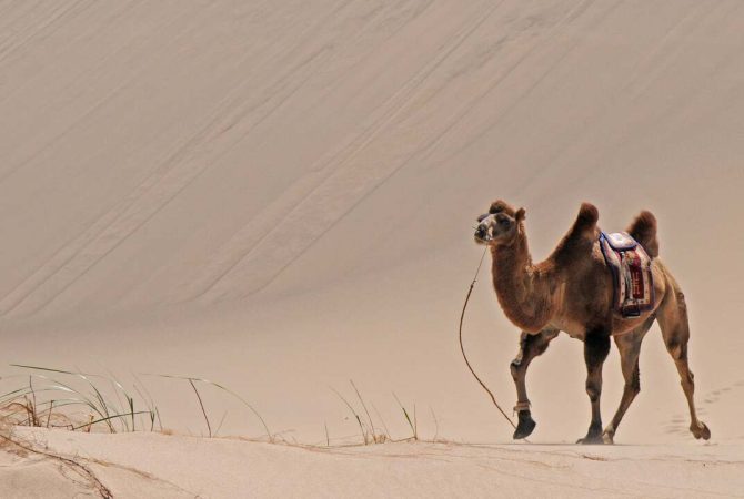 Seres do deserto: conheça as curiosas peculiaridades dos camelos