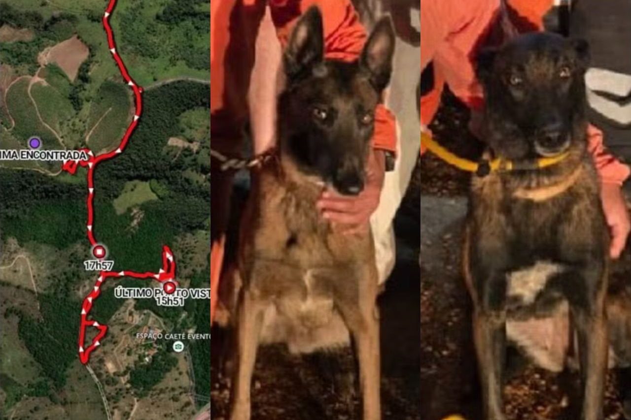 Para ampliar as chances de encontrar a idosa, os militares utilizaram cães especializados e um drone equipado com câmera térmica. Os animais percorreram cerca de 8,3 quilômetros e forneceram informações sobre o trajeto em tempo real por meio de um dispositivo preso às coleiras. -  (crédito: Divulgac?a?o/Corpo de Bombeiros)