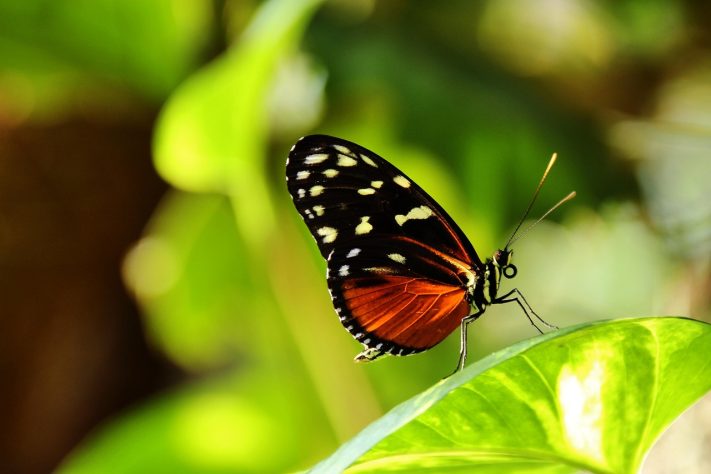 Borboleta-helicônia (Heliconius erato) – Melanie/Pixabay