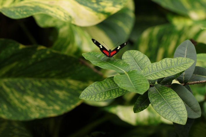 Borboleta-helicônia (Heliconius erato) – Marjon Besteman/Pixabay