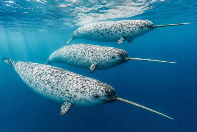 ‘Unicórnio do mar’: cientistas encontram explicação para uma das estruturas mais curiosas do mundo animal, o ‘chifre’ dos narvais