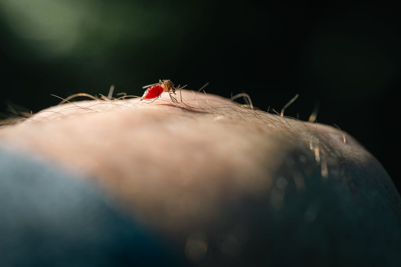Humanos e equinos, por outro lado, são considerados hospedeiros acidentais e não têm papel central na continuidade da transmissão. Ainda não é possível afirmar, portanto, que o vírus esteja circulando de forma estabelecida em São Paulo ou Santa Catarina.