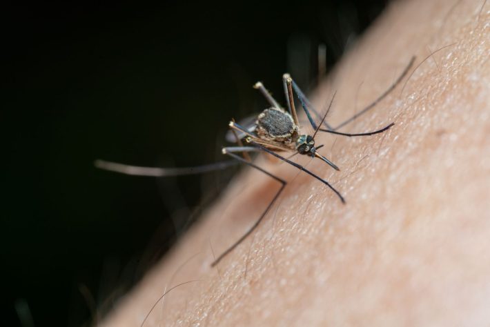 Mosquito, foto neutra – Pexels/Jimmy Chan