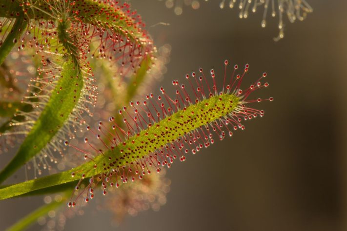 Plantas carnívoras – Reprodução/Pixabay