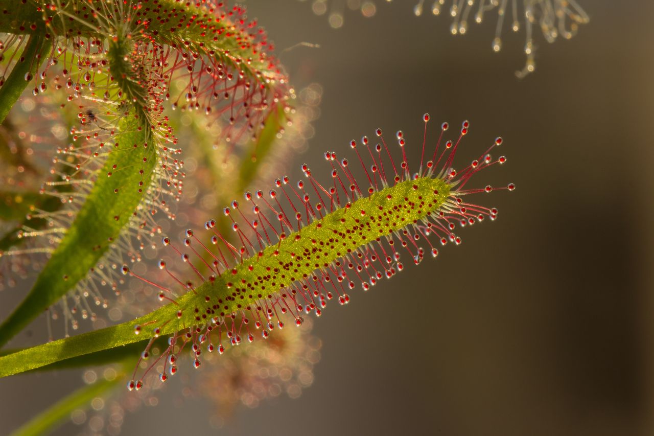 Além dos testes fisiológicos, a equipe sequenciou o genoma da Saxifraga candelabrum e encontrou genes semelhantes aos presentes em outras plantas carnívoras, apesar da distância evolutiva entre elas. Segundo os pesquisadores, esse resultado representa um exemplo de evolução convergente, processo em que espécies sem parentesco próximo desenvolvem soluções parecidas para enfrentar desafios semelhantes.