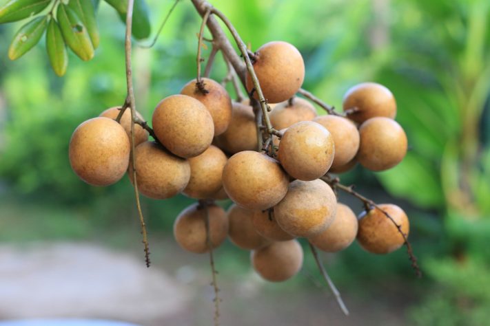 Longan, fruta pouco conhecida entre os brasileiros vira aposta de produtores - senjakelabu29/Pixabay
