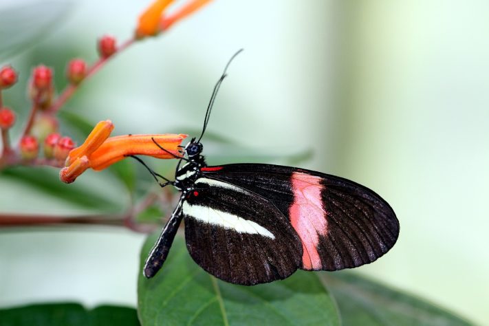 Borboleta-helicônia (Heliconius erato) – Viola '/Pixabay