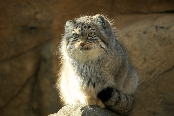 Gato-de-pallas (Otocolobus manul) | Flickr - pelican