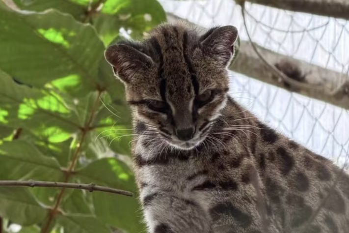 Brasileiro descobre nova espécie de gato-do-mato/felino – Paola Nogales-Ascarrunz/Divulgação