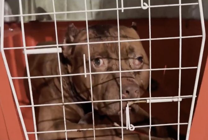 Dois ataques de pitbull na mesma semana no Rio: menina de 3 anos morre e outra criança fica em estado grave