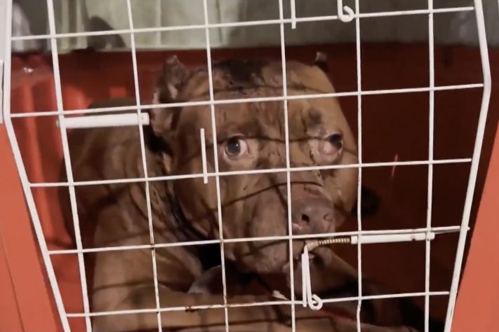 Cão da raça pitbull foi apreendido após atacar menina em Cosmos, na Zona Oeste do Rio – Reprodução/TV Globo