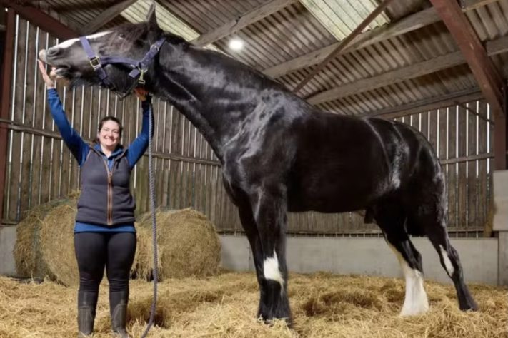 Hugo se tornou o cavalo vivo mais alto do mundo – Divulgação/Guinness World Records 2027
