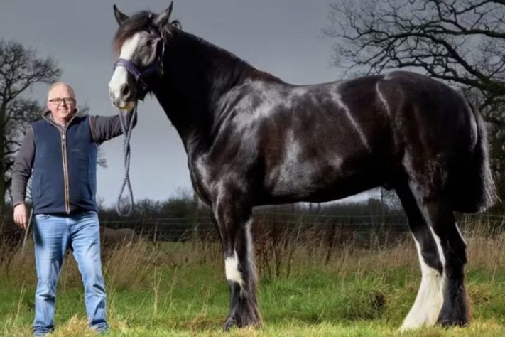 Hugo se tornou o cavalo vivo mais alto do mundo em 2026 – Divulgação/Guinness World Records 2027