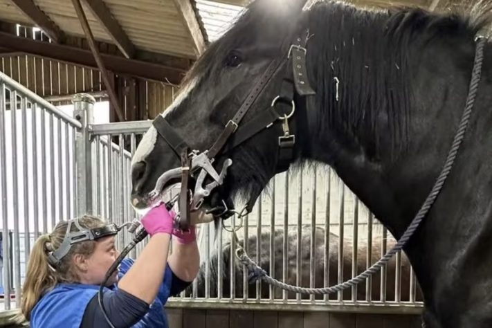 Hugo se tornou o cavalo vivo mais alto do mundo em 2026 – Reprodução/Facebook