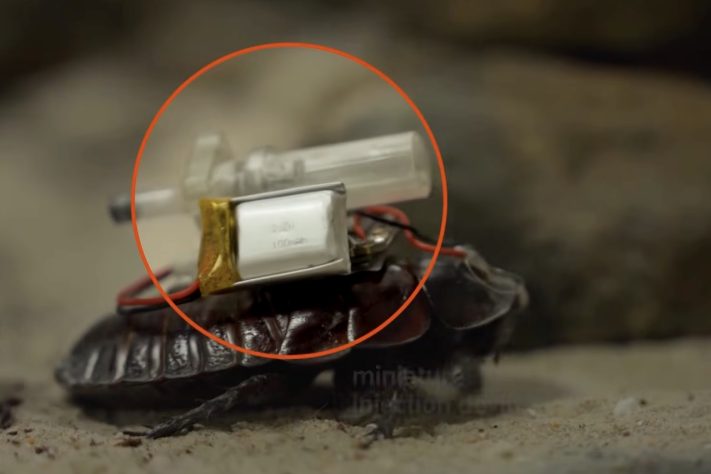 'Paraborgs', baratas ciborgues desenvolvidas para localizar vítimas e levar medicamentos em operações de resgate – Reprodução/YouTube Reuters