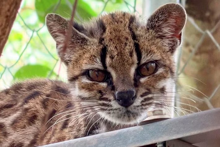 Brasileiro descobre nova espécie de gato-do-mato/felino – Paola Nogales-Ascarrunz/Divulgação