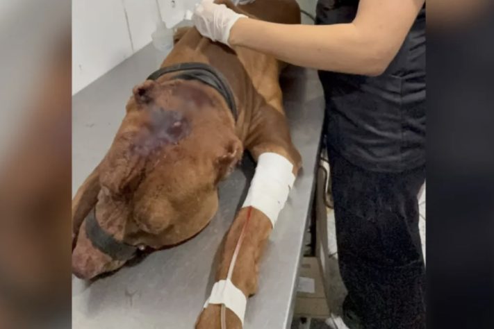 Cão da raça pitbull foi apreendido após atacar menina em Cosmos, na Zona Oeste do Rio – Reprodução/TV Globo