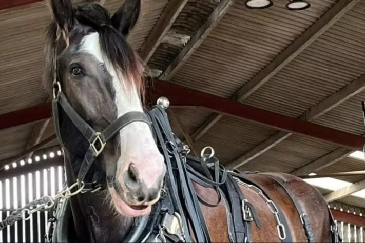 Hugo se tornou o cavalo vivo mais alto do mundo em 2026 – Reprodução/Facebook