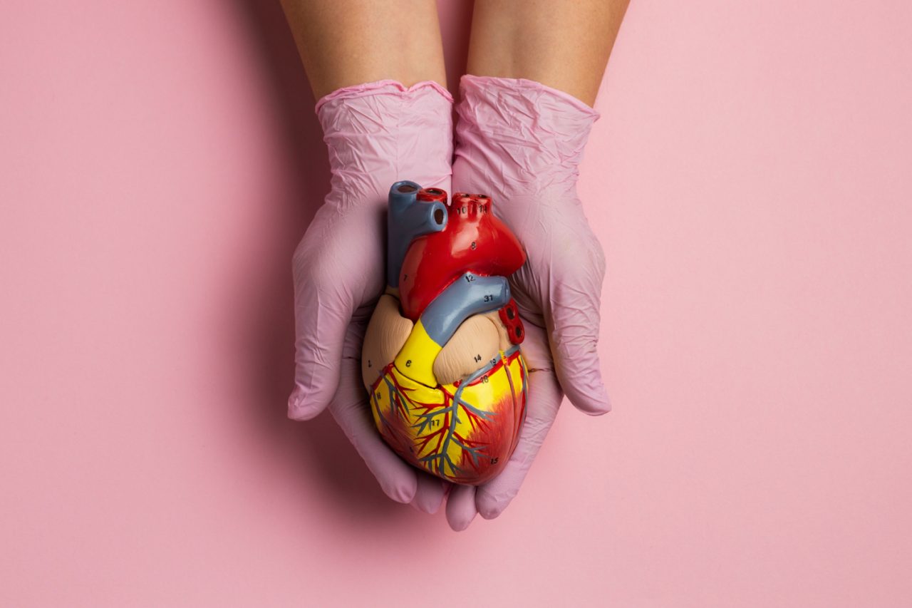 O problema citado no caso da modelo envolve uma das quatro válvulas do coração: mitral, aórtica, tricúspide ou pulmonar. À CNN Brasil, o cardiologista e clínico médico Carlo Bonasso Filho explicou que essas estruturas têm a função de controlar a direção do sangue dentro do órgão, com movimentos de abertura e fechamento semelhantes aos de uma porta.